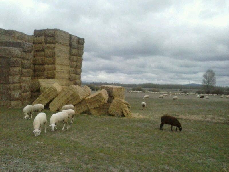 Los Sestiles Garray Esterno foto